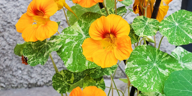 Nasturtiums - Alaska Mix