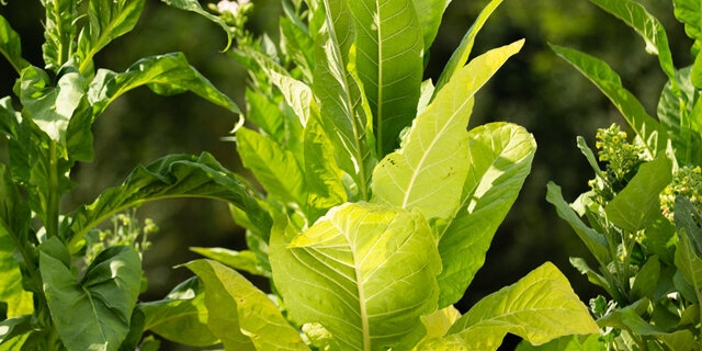 Heirloom Kentucky Burley 15 Tobacco Organic Seeds