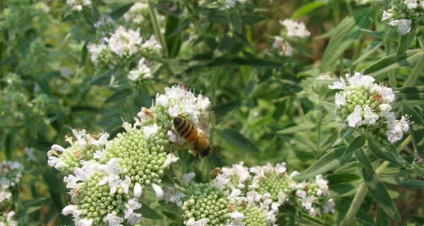 Pycnanthemum - Pycnanthemum verticillatum | Association Kokopelli