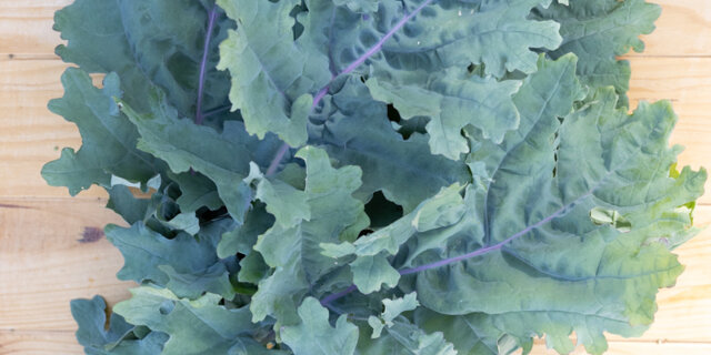 Heirloom Russian Hunger Gap Kale / Kales Organic Seeds