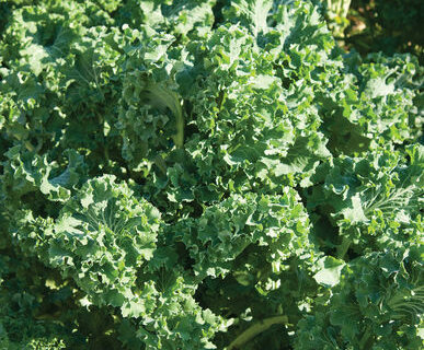 Heirloom Siberian Kale / Kales Organic Seeds