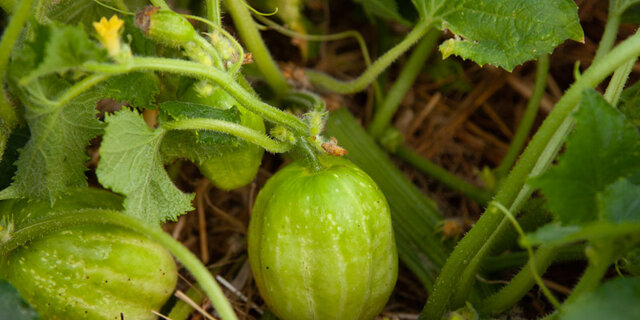 Heirloom Richmond Green Apple Cucumbers Organic Seeds