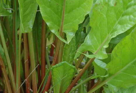 Heirloom Sorrel Sorrel Organic Seeds