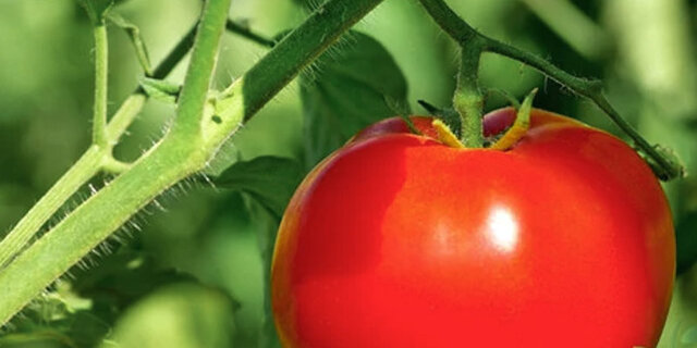 Heirloom Moscow Tomatoes Organic Seeds