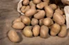 Potatoes - Organic Laurette potato - size 28/30 Organic Laurette potato 25 plants