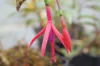 Shrub plants - Fuchsia with edible fruits Régal 2 organic plants