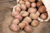 Potatoes - Désirée organic potato - size 28/35 Desiree organic potato 25 plants