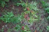 Pepper plants &amp; Goji berries - Sichuan &amp; Timut pepper tree 2 organic plants