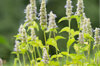 Agastaches - Agastache mexicana