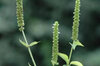 Agastaches - Agastache Faux-Népéta