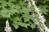 Agastaches - Agastache Faux-Népéta