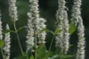 Agastaches - Agastache scrophulariifolia