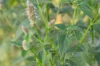 Agastaches - Agastache scrophulariifolia