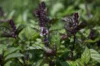 Basil and Tulsis - Licorice