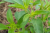 Basil and Tulsis - Small Leaved Lemon