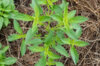 Basil and Tulsis - Small Leaved Lemon