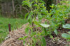 Basil and Tulsis - Small Leaved Lemon