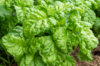 Basil and Tulsis - Lettuce Leaf