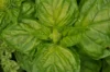 Basil and Tulsis - Lettuce Leaf