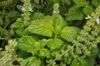 Basil and Tulsis - Lettuce Leaf