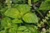 Basil and Tulsis - Lettuce Leaf