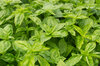 Basil and Tulsis - Large Leaf