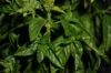 Basil and Tulsis - Large Leaf