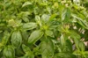 Basil and Tulsis - Large Leaf