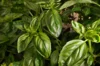 Basil and Tulsis - Large Leaf