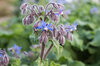 Starflower - Blue Flowers