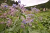 Starflower - Blue Flowers