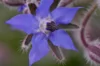 Starflower - Blue Flowers