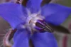 Starflower - Blue Flowers