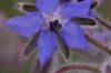 Starflower - Blue Flowers