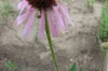 Echinacea - Echinacea angustifolia