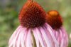 Echinacea - Echinacea angustifolia