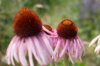 Echinacea - Echinacea angustifolia