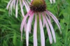 Echinacea - Pale Purple Echinacea