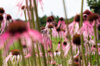 Echinacea - Pale Purple Echinacea