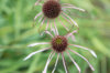 Echinacea - Pale Purple Echinacea