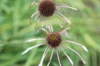 Echinacea - Pale Purple Echinacea