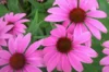 Echinacea - Echinacea purpurea