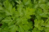 Parsley - Flat Leaf