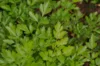 Parsley - Flat Leaf