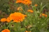 Marigold - Officinalis