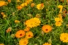 Marigold - Officinalis