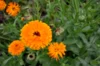 Marigold - Officinalis