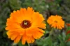 Marigold - Officinalis