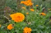 Marigold - Officinalis