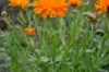 Marigold - Officinalis